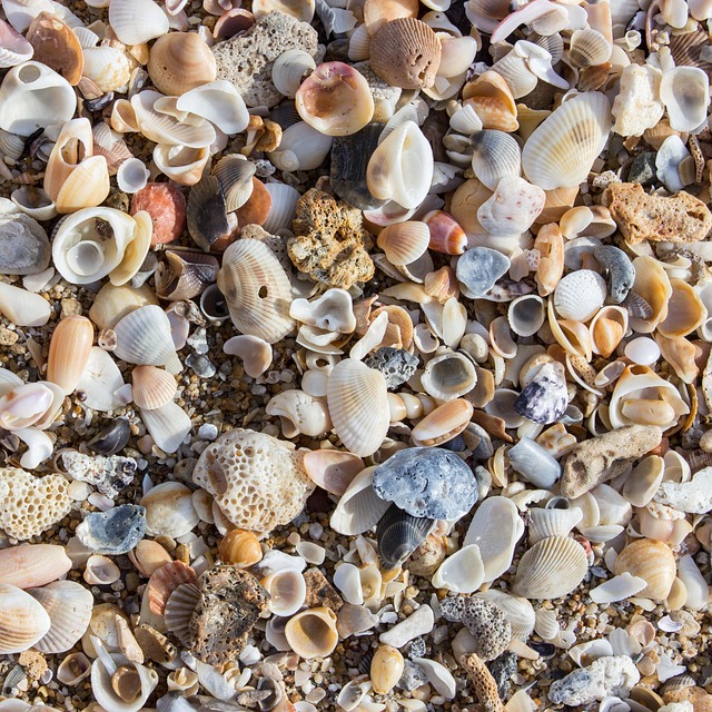 Shellfish Beach Peel - Free photo on Pixabay - Pixabay