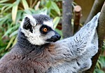 lemur, animal, lemur catta