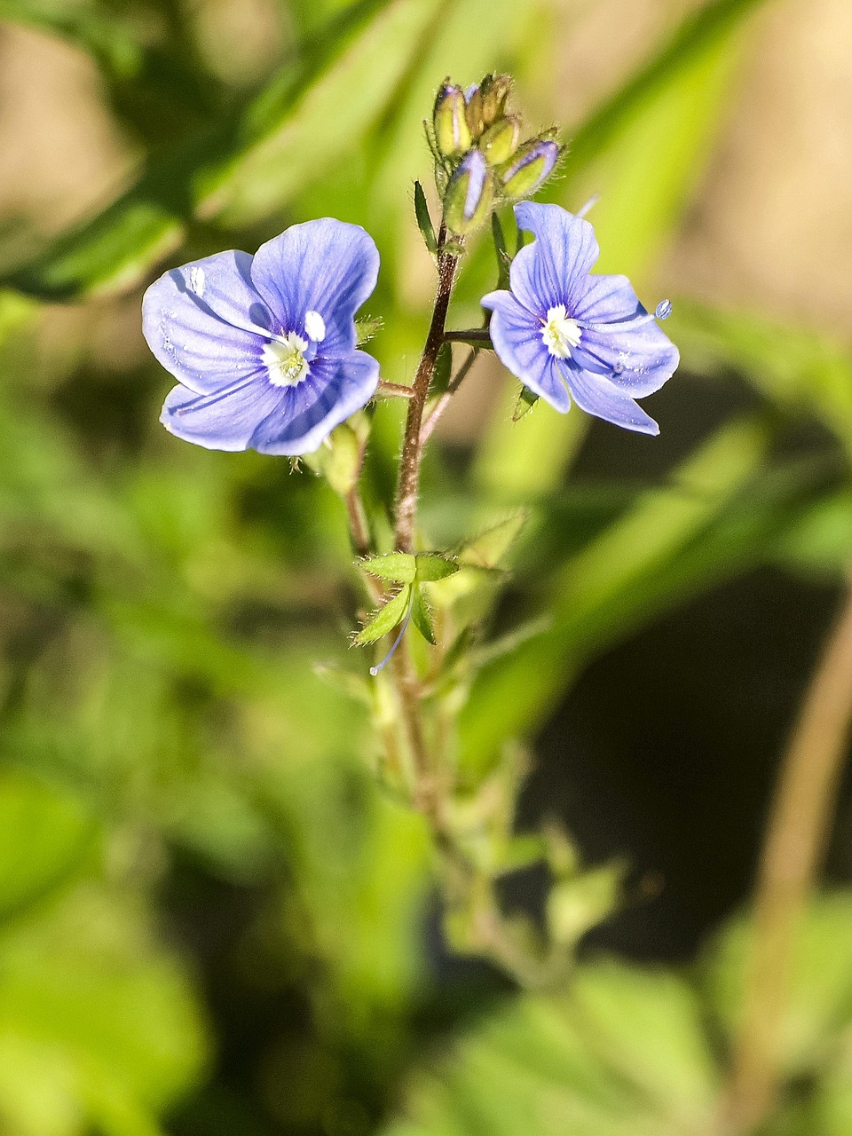荣誉奖 花 开花 - Pixabay上的免费照片 - Pixabay