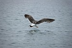animal, sea, seabird