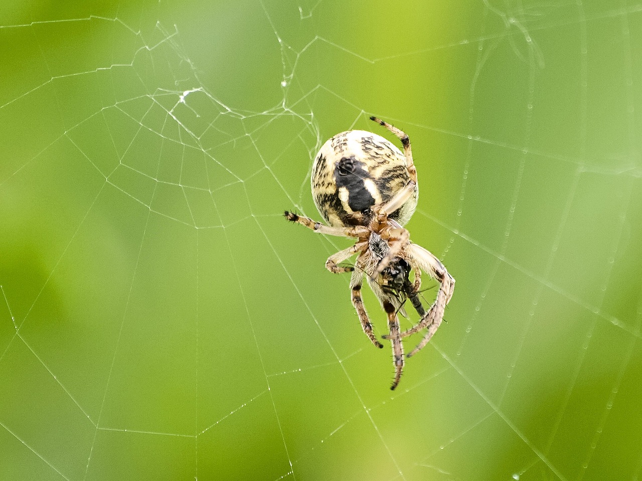 Araneus Araña Naturaleza - Foto gratis en Pixabay - Pixabay