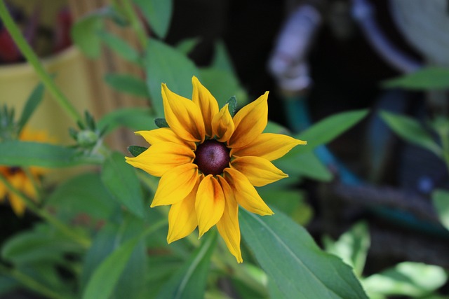 Free Flower Summer photo and picture