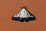 butterfly, boxwood borer, book tree caterpillar