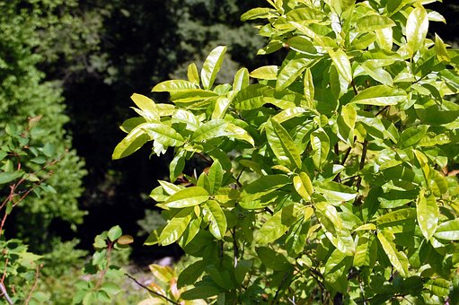 Free Forest Flora photo and picture