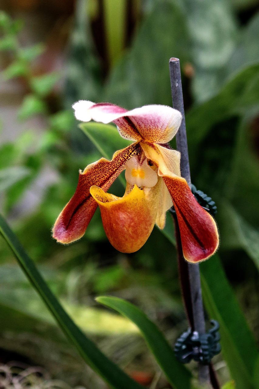 Orgide Orkide Blomma Botanik New - Gratis foto på Pixabay - Pixabay