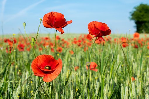 Feld, Mohn, Kornfeld, Sommer