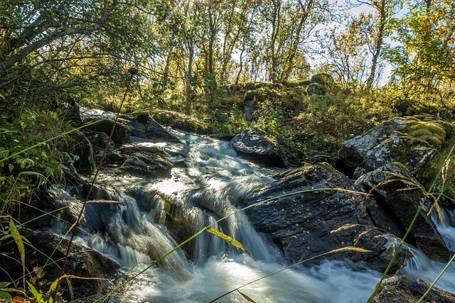 Free Forest Waterfall photo and picture