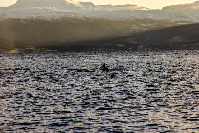 Free Whale Sea photo and picture