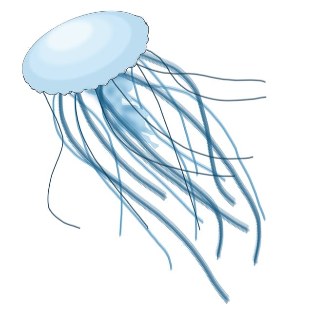 tiger how flying Animal, Free illustration: Sea,  Jellyfish, Aquarium Free