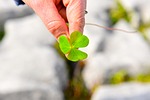 shamrock, ireland, europe