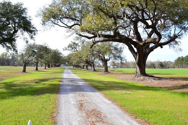 Plantación, Robles, Sur, Escénico, Sc