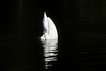 swan, bird, water bird