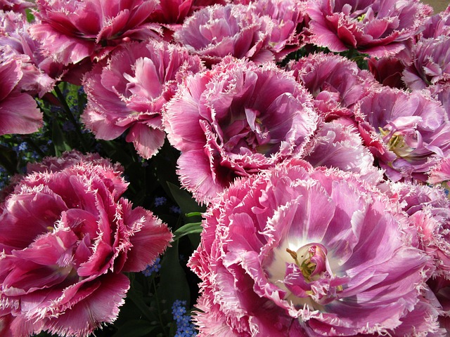Free Tulips Pink photo and picture