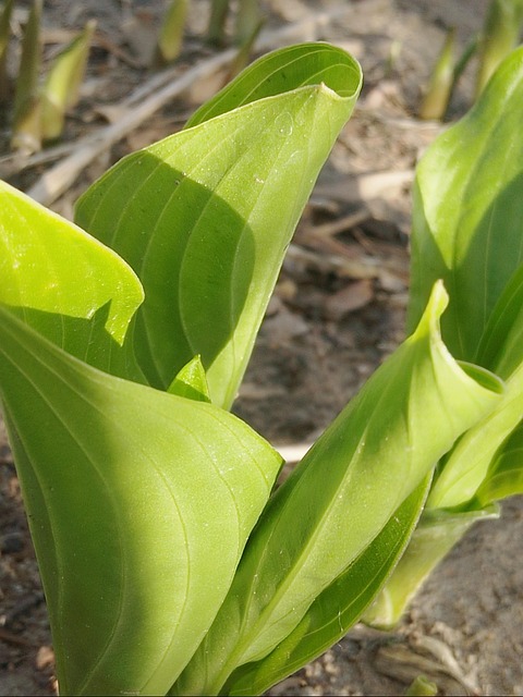 Free Green Plant photo and picture