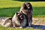 keeshond, dogs, pointed