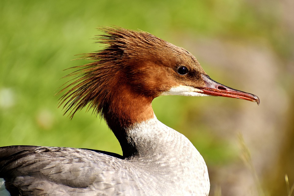 Merganser Mergus Duck Free photo on Pixabay Pixabay