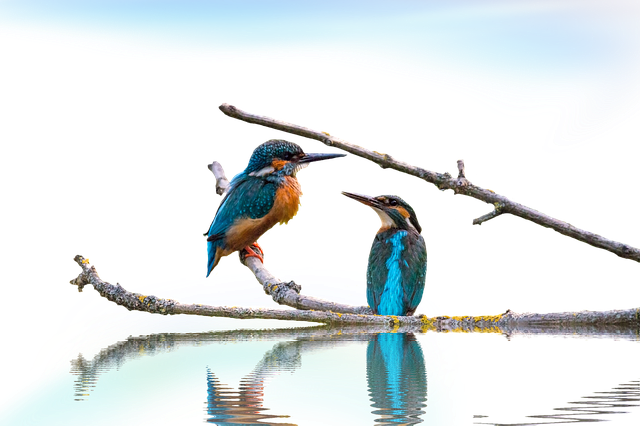 Kingfisher, Landskap, Isolert, Fugler