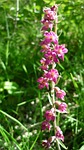 dark red helleborine, german orchid, mountainside