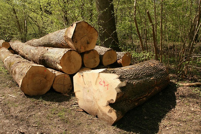 Free Timber Industry Wood photo and picture