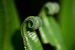 fern, green, plant