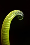 fern, green, plant