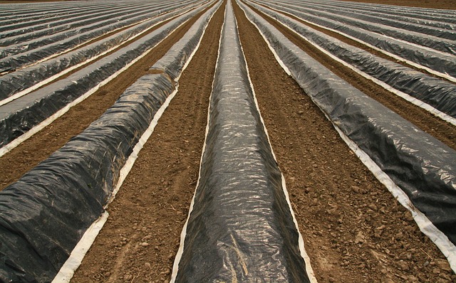Free Asparagus Field Asparagus photo and picture