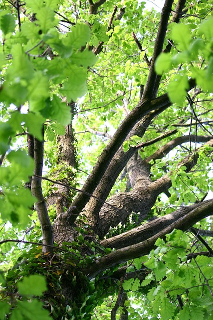 Free Tree Top Leaves photo and picture