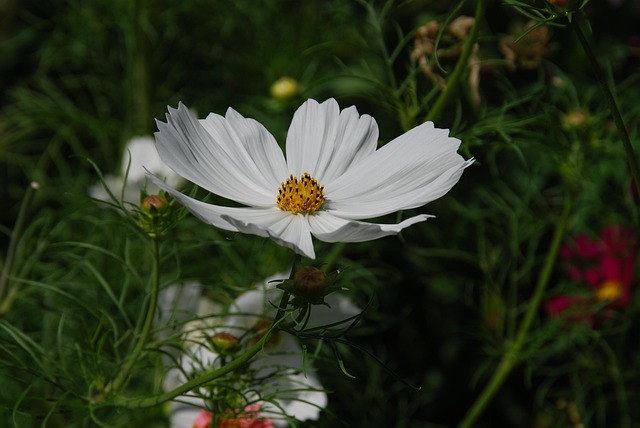 Free Flower White photo and picture