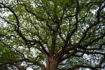 tree, branch, majestic