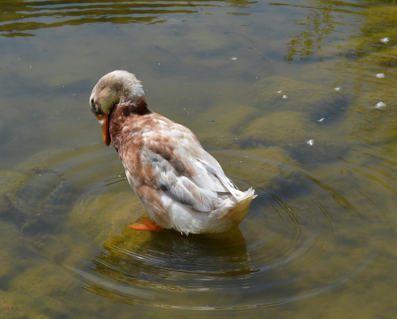 Duck Anatidae Bird - Free photo on Pixabay - Pixabay