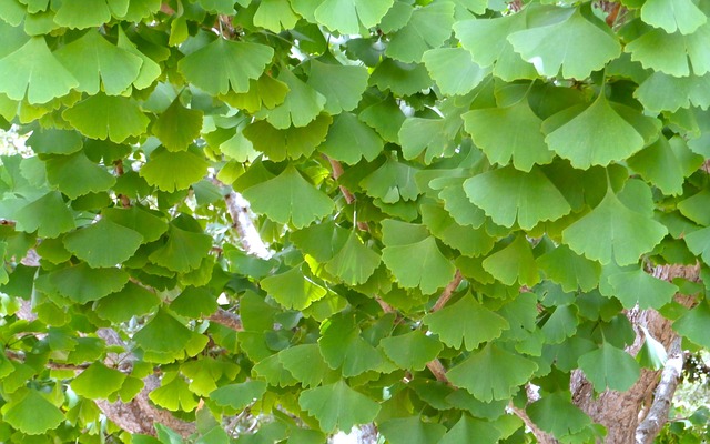 Free Ginko Biloba Leaf photo and picture