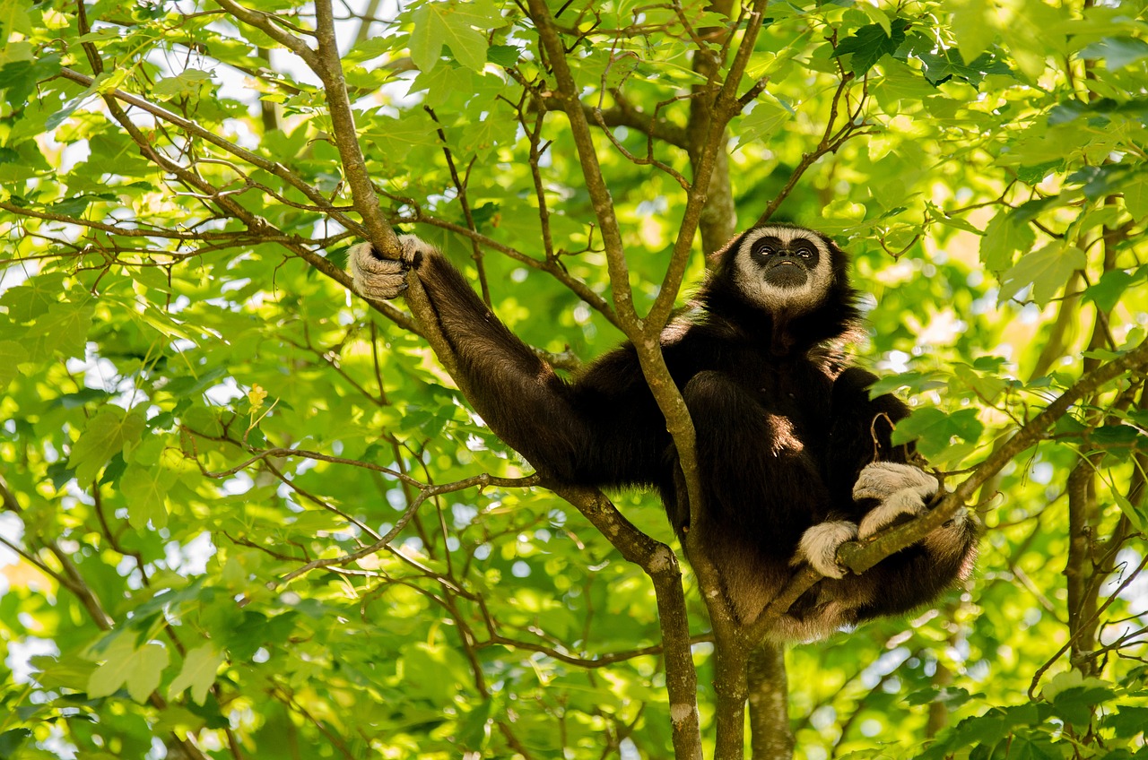 Gibbon - free online jigsaw puzzle photo