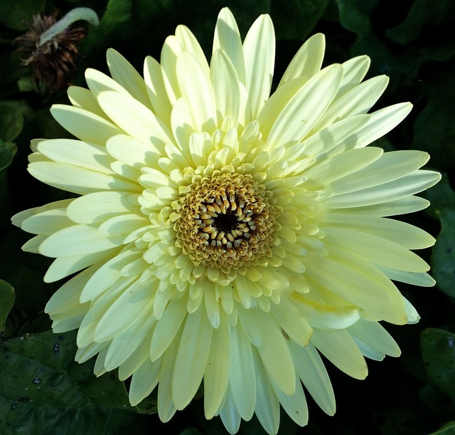 Free Gerber Daisy White photo and picture