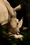 rhino, white rhino, rhinoceros