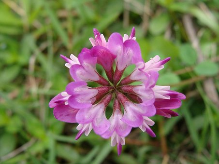 Vetch, Grama, Flores E Plantas