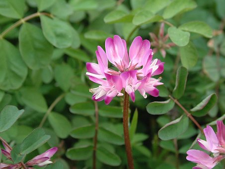 Vetch, Grama, Flores E Plantas