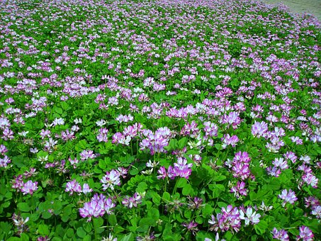 Vetch, Grama, Flores E Plantas