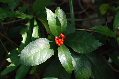 Livre Grama Coral, Planta, Vermelho Sub