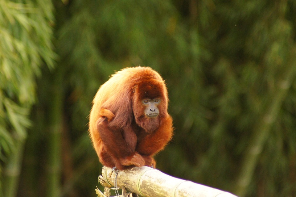 Mono Howler Coffee Zone Finlandia Quindio Colombia Mono Howler Coffee Zone Finlandia Quindio Colombia