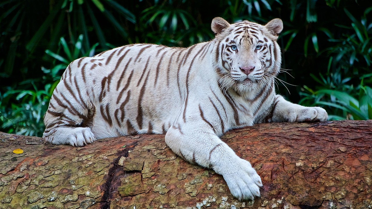 Tigre De Bengala Tigre De Bengala