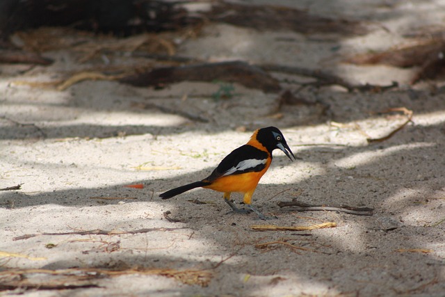 Free Bird Fauna photo and picture