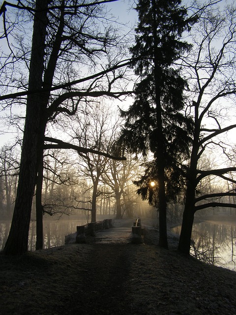 Free Tree Nature photo and picture