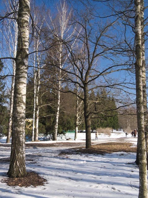 Free Snow Winter photo and picture