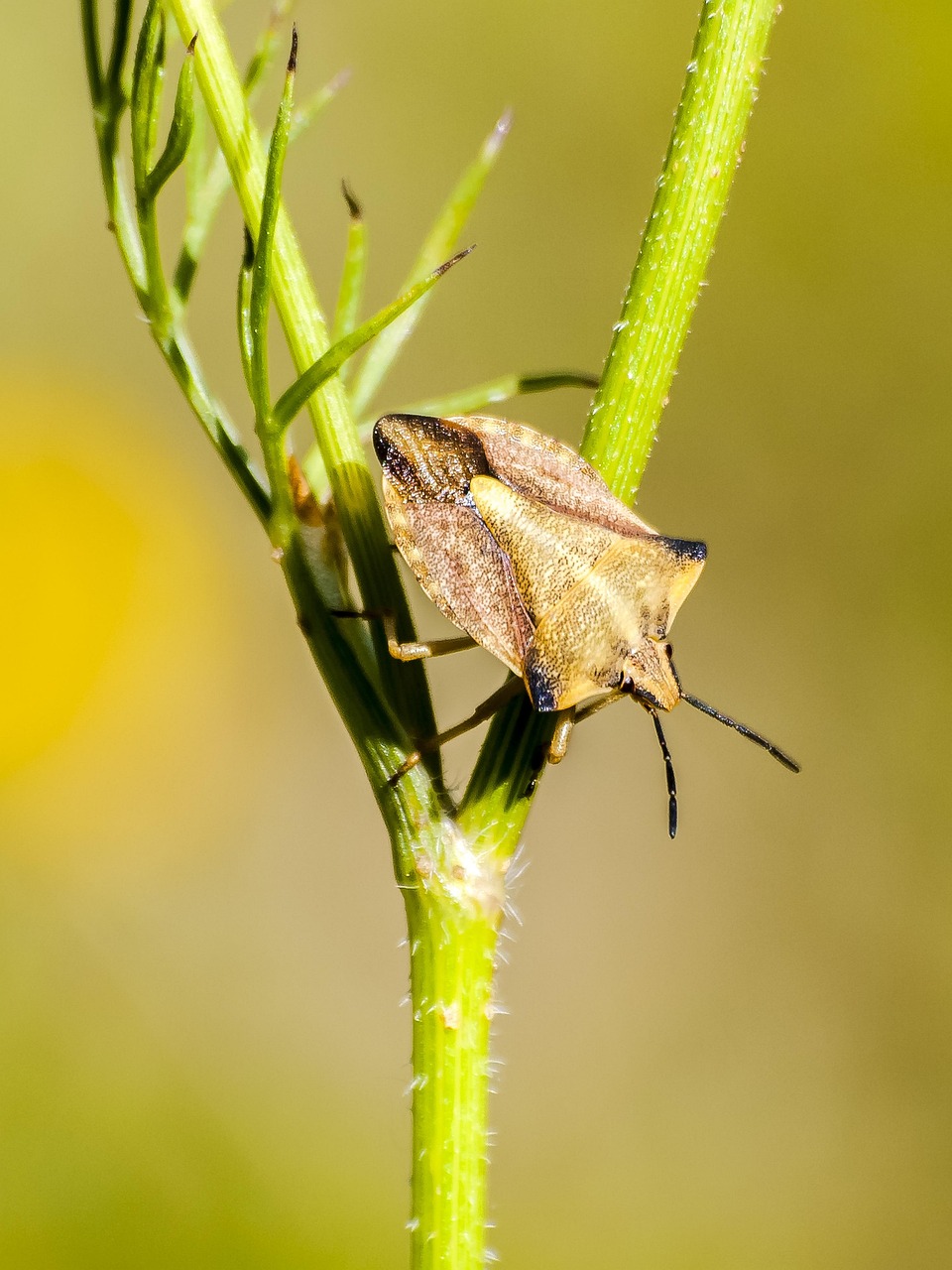 Free Bug Leather Bug photo and picture