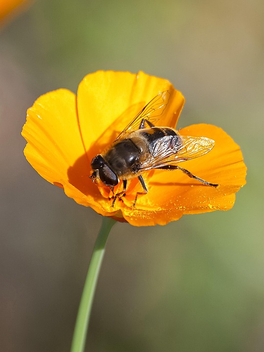 Hover Fly Insect - Free photo on Pixabay - Pixabay