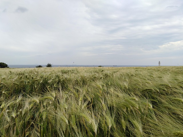 Free Harvest Love photo and picture