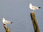 mew gull, seagull, bird