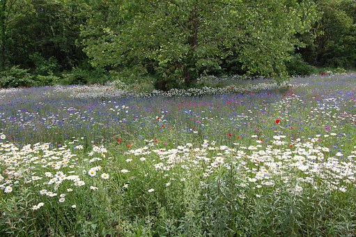 Free Field Flowers photo and picture