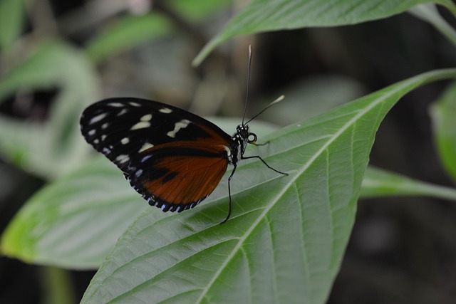 Free Butterfly Insect photo and picture