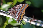 charaxes jasius, two-tailed pasha, butterfly